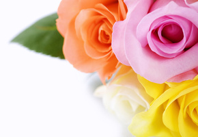 фото, желтый, макро, Цветы, красивые обои для рабочего стола