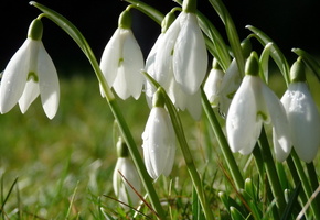 роса, весна, цветы, трава, капли, Подснежники, макро