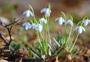 весна, сухие, первоцветы, листья, макро, листва, ветка, Подснежники, цветы