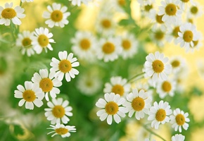 цветы, белые, растения, макро, Ромашки, зелень, букет