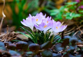 макро, листья, Крокусы, весна, первоцветы