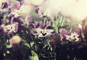 небо, фиолетовые, макро, цветы, фото, Анютины глазки