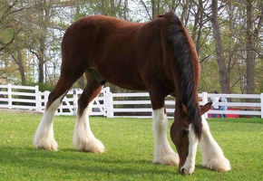 трава, Лошадь, шерсть, загон
