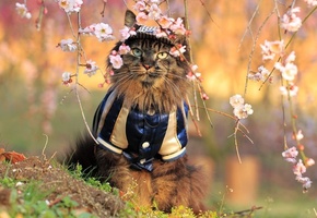 сидит, цветы, сакура, Кот, костюм
