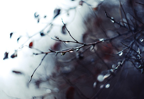 дождь, ветки, макро, ветви, Фото, размытость, капли