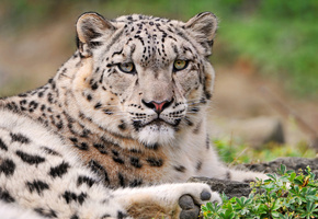 снежный леопард, хмурый, Ирбис