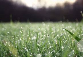 природа, зелень, Трава, свежесть, капли, вода, роса