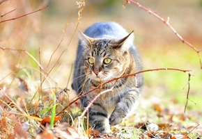 Кот, котяра, кошка