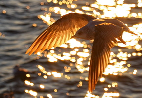 природа, Птица, вода