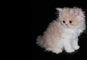 Котенок, лохматый, черный фон