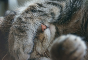 закрыл, лапа, фото, морда, Кот