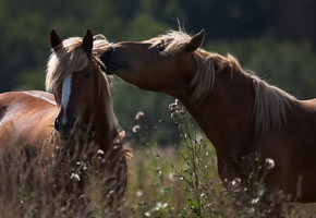 Кони, трава, лето