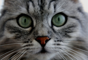 глаза, Животные, кошки