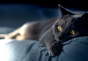 кошка, Кот, морда, глаза, взгляд, усы, котяра