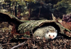 лес, дерева, земля, Кора, ежик, листья