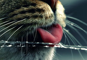 вода, Морда, язык, нос, струя, усы