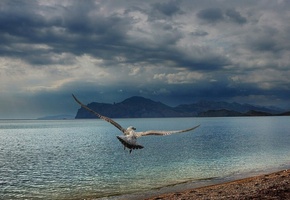 горы, море, чайка, Крым, пляж, черное