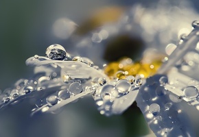 капли, цветок, блеск, сияние, роса, Лепестки, ромашка