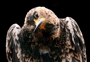 птица, смотрит, Орел