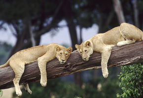 дерево, отдых, дикие кошки, лев, Full hd wallpapers 1920x1080, львы