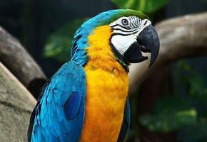 клюв, говорун, ара, Попугай