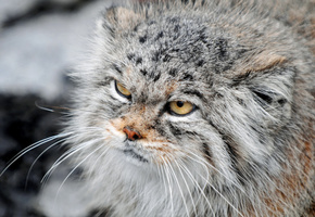 пушистая, суровый, взгляд, кошка, Манул