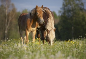 природа, Кони, компания, трава, лето