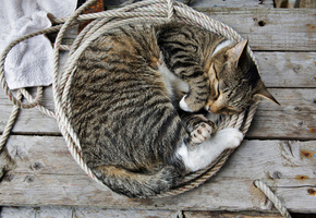 сон, обои, Кошка