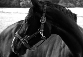 черная, шерсть, окрас, изящность, глаза, Лошадь