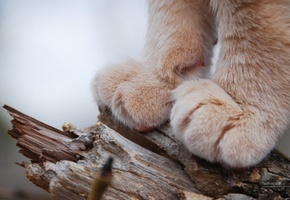 Лапы, пушыстик, дерево