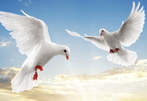 парят, небо, Голуби, белые