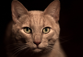 макро, нос, Бежевый, зеленые глаза, морда, усы, кот