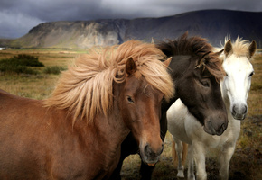 природа, Лошади, поле, трава, горы, окрас, пастбище