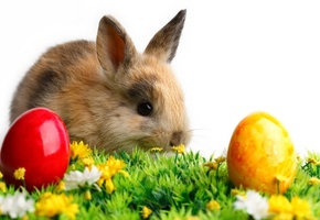 пасха, животное, яйца, кролик, цветы, трава, Цветные