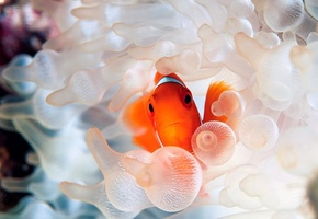 Рыбка, море, красиво