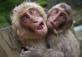 Мартышки, приматы, морда, глаза