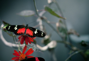 макро, flower, бабочки, цвета, Цветы
