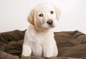 Щенок, собака, лабрадор