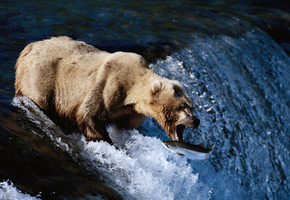 река, охота, течение, рыбалка, рыба, Медведь, пасть