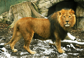 зверей, царь, взгляд, Лев, хвост, грива