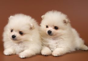 Ценки, белые, двое, померанские шпицы