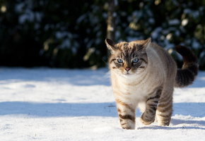 природа, кот, тени, зима, Кошка, снег