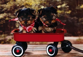 тележка, мордочка, Щенки