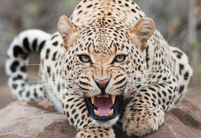 морда, Леопард, пасть, зубки