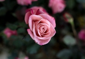 цветы, бутон, лепестки, цветок, розовая, Роза, макро