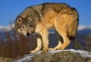 серый, хищник, волк, Wolf