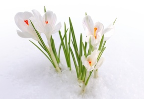 первоцвет, Крокусы, весна, бутоны, цветы, снег