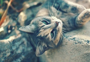 кошка, усы, глаза, серый, взгляд, лежит, зеленые, Кот