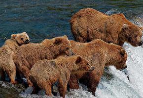 семейство, рыбалка, река, пятёрка, течение, Медведи