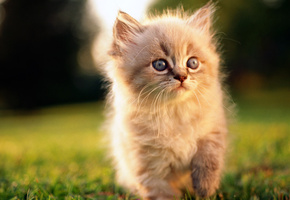 трава, пушистый, мордочка, Котенок